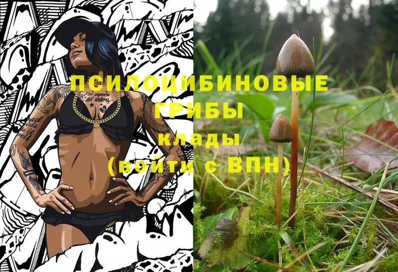 Псилоцибиновые грибы Psilocybe  купить  цена  Калач-на-Дону 